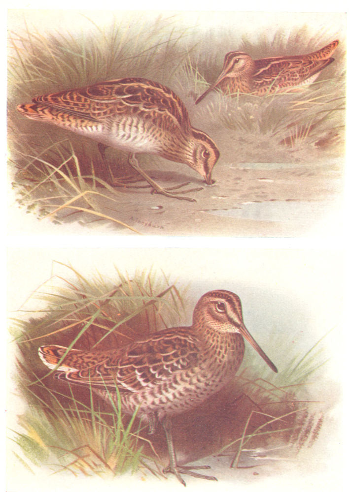 BRITISH BIRDS. Common Snipe; Great Snipe. THORBURN 1925 old vintage print